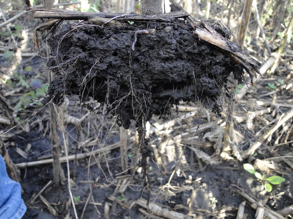 Форма коріння показує, що від плужної підошви не лишилось і сліду - природа її зруйнувала.