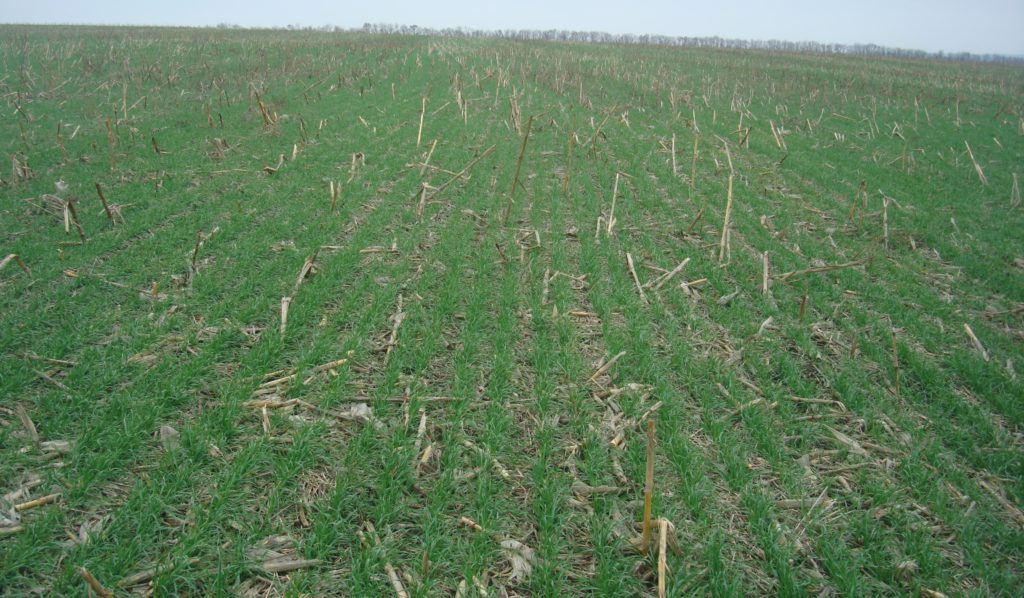 Прямий посів пшениці після кукурудзи - це просто і вигідно